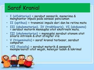 Saraf Kranial
• I (olfaktorius) = serabut sensorik, menerima &
menghantar impuls pada sensasi penciuman
• II (optikus) = transmisi impuls dari dan ke retina mata
• III (okulomotorius), IV (trokhlearis), VI (abdusens)
= serabut motorik mensuplai otot ekstrinsik mata.
• III (okulomotorius) = mensuplai serabut otonom otot
siliaris intrinsik & otot sfingter iris
• V (trigeminalis) = saraf kranial terbesar, serabut
campuran
• VII (fasialis) = serabut motorik & sensorik
mempersarafi otot wajah, kelenjar ludah & lakrimal
 