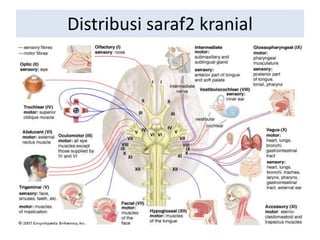 Distribusi saraf2 kranial
 