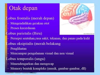 sistem persarafan.pptx