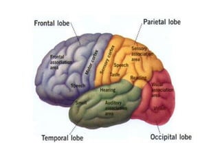 sistem persarafan.pptx