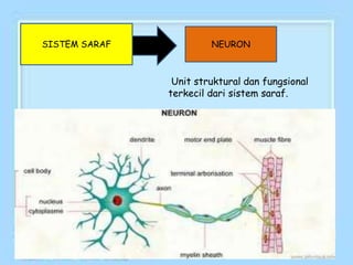 Unit struktural dan fungsional
terkecil dari sistem saraf.
SISTEM SARAF NEURON
 
