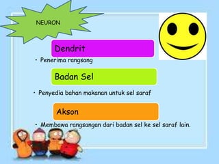 NEURON
Dendrit
• Penerima rangsang
Badan Sel
• Penyedia bahan makanan untuk sel saraf
Akson
• Membawa rangsangan dari badan sel ke sel saraf lain.
 