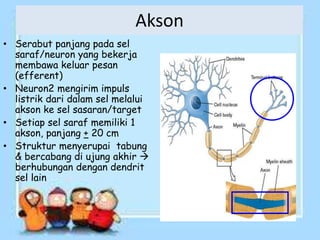 Akson
• Serabut panjang pada sel
saraf/neuron yang bekerja
membawa keluar pesan
(efferent)
• Neuron2 mengirim impuls
listrik dari dalam sel melalui
akson ke sel sasaran/target
• Setiap sel saraf memiliki 1
akson, panjang + 20 cm
• Struktur menyerupai tabung
& bercabang di ujung akhir 
berhubungan dengan dendrit
sel lain
 