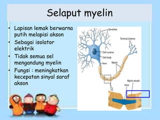 Selaput myelin
• Lapisan lemak berwarna
putih melapisi akson
• Sebagai isolator
elektrik
• Tidak semua sel
mengandung myelin
• Fungsi : meningkatkan
kecepatan sinyal saraf
akson
 