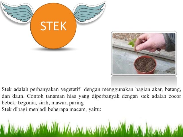 Sistem Produksi Tanaman Hias Sistem Produksi Tanaman Hias