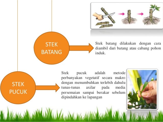 Sistem Produksi Tanaman Hias Sistem Produksi Tanaman Hias