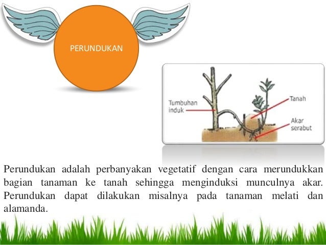 Sistem Produksi Tanaman Hias