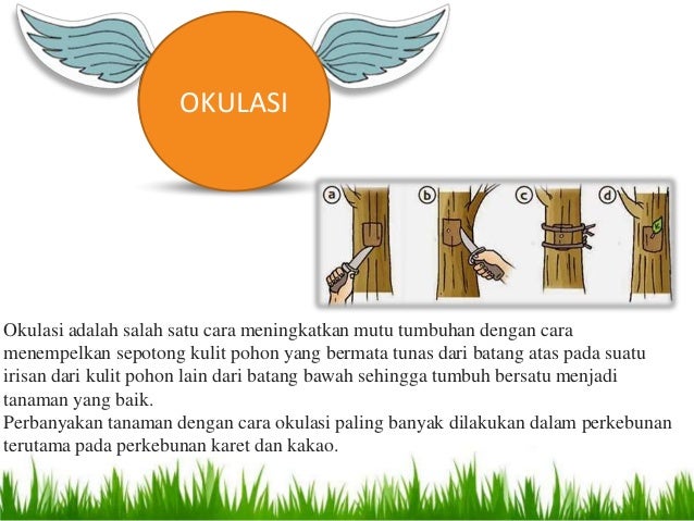 Teknik Meningkatkan Mutu Tanaman Dengan Menempelkan Sepotong Kulit Pohon Edukasi Lif Co Id