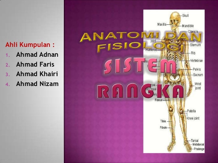 Latihan Sains Tahun 5 Sistem Rangka Manusia  Sistem Rangka Manusia
