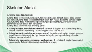 Skeleton Aksial
3. Tulang dada (os.sternum)
Tulang dada termasuk tulang pipih, terletak di bagian tengah dada. pada sisi kiri
dan kanan tulang dada terdapat tempat lekat dari rusuk. bersama-sama dengan
rusuk, tulang dada memberikan perlindungan pada jantung, paru-paru dan
pembuluh darah besar dari kerusakan
Tulang dada tersusun atas 3 tulang yaitu:
• Tulang hulu (os.manubrium sterni)  terletak di bagian atas dari tulang dada,
tempat melekatknya tulang rusuk yang pertama dan kedua
• Tulang badan / gladiolus (os.corpus sterni)  terletak dibagian tengah, tempat
melekatnya tulang rusuk ke tiga sampai ke tujuh, gabungan tulang rusuk ke
delapan sampai sepuluh.
• Tulang taju pedang (os.proccesus xyphoideus)  terletak di bagian bawah dari
tulang dada. Tulang ini terbentuk dari tulang rawan.

 