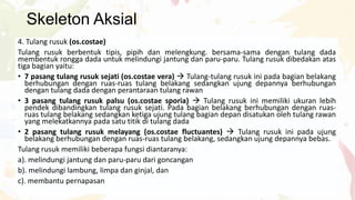 Skeleton Aksial
4. Tulang rusuk (os.costae)
Tulang rusuk berbentuk tipis, pipih dan melengkung. bersama-sama dengan tulang dada
membentuk rongga dada untuk melindungi jantung dan paru-paru. Tulang rusuk dibedakan atas
tiga bagian yaitu:
• 7 pasang tulang rusuk sejati (os.costae vera)  Tulang-tulang rusuk ini pada bagian belakang
berhubungan dengan ruas-ruas tulang belakang sedangkan ujung depannya berhubungan
dengan tulang dada dengan perantaraan tulang rawan
• 3 pasang tulang rusuk palsu (os.costae sporia)  Tulang rusuk ini memiliki ukuran lebih
pendek dibandingkan tulang rusuk sejati. Pada bagian belakang berhubungan dengan ruasruas tulang belakang sedangkan ketiga ujung tulang bagian depan disatukan oleh tulang rawan
yang melekatkannya pada satu titik di tulang dada
• 2 pasang tulang rusuk melayang (os.costae fluctuantes)  Tulang rusuk ini pada ujung
belakang berhubungan dengan ruas-ruas tulang belakang, sedangkan ujung depannya bebas.
Tulang rusuk memiliki beberapa fungsi diantaranya:
a). melindungi jantung dan paru-paru dari goncangan
b). melindungi lambung, limpa dan ginjal, dan
c). membantu pernapasan

 