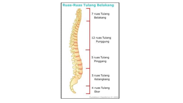 Sistem rangka | PPTX