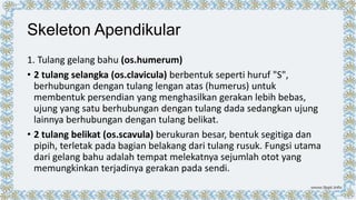 Skeleton Apendikular
1. Tulang gelang bahu (os.humerum)
• 2 tulang selangka (os.clavicula) berbentuk seperti huruf "S",
berhubungan dengan tulang lengan atas (humerus) untuk
membentuk persendian yang menghasilkan gerakan lebih bebas,
ujung yang satu berhubungan dengan tulang dada sedangkan ujung
lainnya berhubungan dengan tulang belikat.
• 2 tulang belikat (os.scavula) berukuran besar, bentuk segitiga dan
pipih, terletak pada bagian belakang dari tulang rusuk. Fungsi utama
dari gelang bahu adalah tempat melekatnya sejumlah otot yang
memungkinkan terjadinya gerakan pada sendi.

 