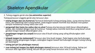 Skeleton Apendikular
2. Tulang anggota gerak atas (os.extremitas superior)
Tulang penyusun anggota gerak atas tersusun atas:
• tulang lengan atas (os.humerus) Termasuk kelompok tulang panjang /pipa, ujung atasnya besar,
halus, dan dikelilingi oleh tulang belikat. pada bagian bawah memiliki dua lekukan merupakan
tempat melekatnya tulang radius dan ulna
• pengumpil dan hasta (os.radius dan os.ulna) Tulang ulna berukuran lebih besar dibandingkan
radius, dan melekat dengan kuat di humerus. Tulang radius memiliki kontribusi yang besar untuk
gerakan lengan bawah dibandingkan ulna.
• pergelangan tangan (os.carpal) tersusun atas 8 buah tulang yang saling dihubungkan oleh
ligamen
• telapak tangan (os metacarpal) Tersusun atas lima buah tangan. Pada bagian atas berhubungan
dengan tulang pergelangan tangan, sedangkan bagian bawah berhubungan dengan tulang-tulang
jari (palanges)
• tulang jari-jari (os.phalanges manus)
• ruas tulang jari tangan (os.digiti phalanges manus) tersusun atas 14 buah tulang. Setiap jari
tersusun atas tiga buah tulang, kecuali ibu jari yang hanya tersusun atas 2 buah tulang.

 