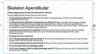 Skeleton Apendikular
Tulang anggota gerak bawah (os.ekstremitas inferior)
Tulang anggota gerak bawah disusun oleh tulang:
• 2 tulang paha (os.femur)  Termasuk kelompok tulang panjang, terletak mulai dari gelang
panggul sampai ke lutut.
• 2 tulang kering (os.tibia) dan 2 tulang betis (os.fibula)  Bagian pangkal berhubungan dengan
lutut bagian ujung berhubungan dengan pergelangan kaki. Ukuran tulang kering lebih besar
dinandingkan tulang betis karena berfungsi untuk menahan beban atau berat tubuh. Tulang betis
merupakan tempat melekatnya beberapa otot
• 2 tulang tempurung lutut (os.patella)  Terletak antara femur dengan tibia, bentuk segitiga.
patela berfungsi melindungi sendi lutut, dan memberikan kekuatan pada tendon yang
membentuk lutut
• 2 tulang tumit (os.calcaneus)
• 2 X 7 tulang pergelangan kaki (os.tarsal)  Termasuk tulang pendek, dan tersusun atas 8 tulang
dengan salah satunya adalah tulang tumit
• 2 X 5 tulang telapak kaki (os.meta tarsal)  Tersusun atas 5 buah tulang yang tersesun mendatar.
• 2 X 5 tulang jari kaki (os.phalanges pedis)
• 2 X 14 ruas tulang jari kaki (os.digiti phalanges pedis)  Setiap jari tersusun atas 3 tulang kecuali
tulang ibu jari 2 tulang

 