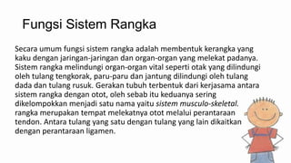 Fungsi Sistem Rangka
Secara umum fungsi sistem rangka adalah membentuk kerangka yang
kaku dengan jaringan-jaringan dan organ-organ yang melekat padanya.
Sistem rangka melindungi organ-organ vital seperti otak yang dilindungi
oleh tulang tengkorak, paru-paru dan jantung dilindungi oleh tulang
dada dan tulang rusuk. Gerakan tubuh terbentuk dari kerjasama antara
sistem rangka dengan otot, oleh sebab itu keduanya sering
dikelompokkan menjadi satu nama yaitu sistem musculo-skeletal.
rangka merupakan tempat melekatnya otot melalui perantaraan
tendon. Antara tulang yang satu dengan tulang yang lain dikaitkan
dengan perantaraan ligamen.

 