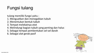 Fungsi tulang
tulang memiliki fungsi yaitu :
1. Menguatkan dan menegakkan tubuh
2. Menentukan bentuk tubuh
3. Tempat melekatnya otot
4. Melindungi bagian tubuh yang penting dan halus
5. Sebagai tempat pembentukan sel-sel darah
6. Sebagai alat gerak pasif

 