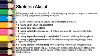 Tulang tengkorak tersusun atas 8 buah tulang yang menyusun kepala dan empat
belas tulang yang menyusun bagian wajah

1. Tulang tengkorak bagian kepala (os.cranium) terdiri dari:
• 2 tulang ubun-ubun (os.parietale)
• 1 tulang dahi (os.frontale)
• 2 tulang pelipis (os.temporale)  tulang samping kiri kanan kepala dekat
telinga
• 1 tulang kepala belakang (os.occipitale)  daerah belakang daritengkorak
• 2 tulang baji (os.sphenoidale)  berdekatan dengan tulang rongga mata,
seperti tulang baji
• 2 tulang tapis (os.ethmoidale)  tulang yang menyususn rongga hidung
tulang tengkorak bagian kepala merupakan bingkai pelindung dari otak. Sendi
yang terdapat diantara tulang-tulang tengkorak merupakan sendi mati yang
disebut sutura.

 