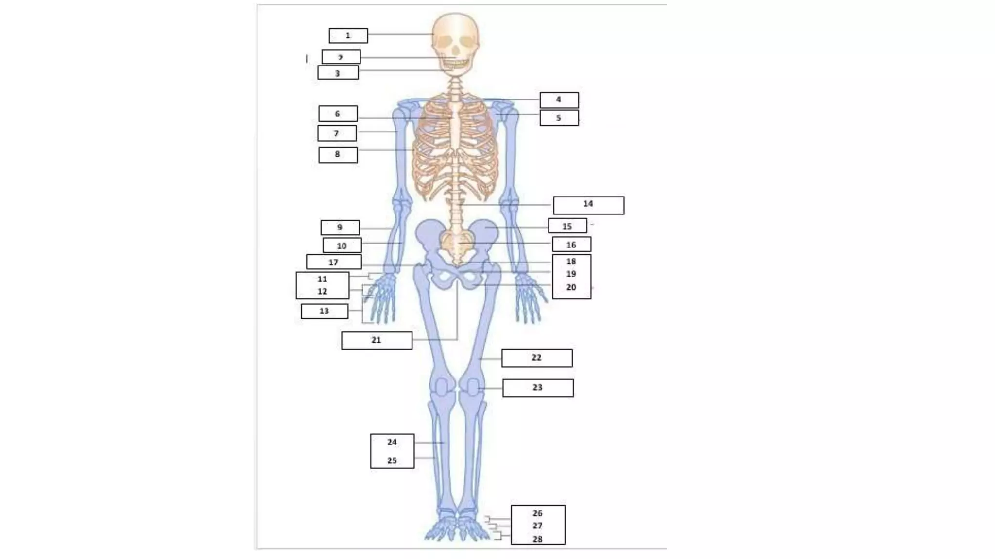 Sistem rangka | PPTX