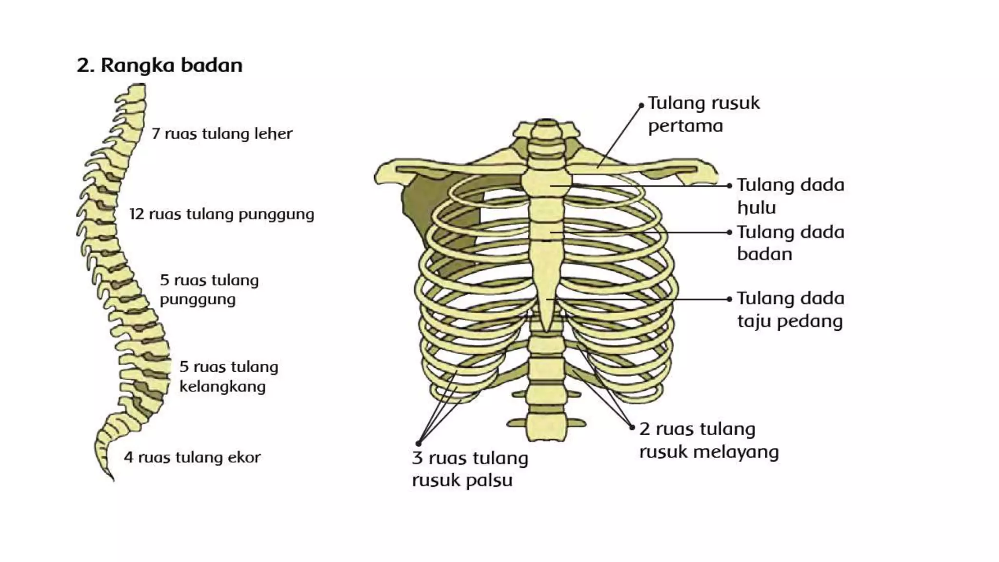 Sistem rangka | PPTX