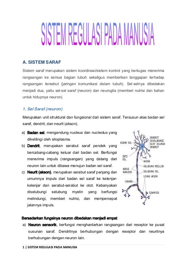 Sistem Regulasi Pada Manusia