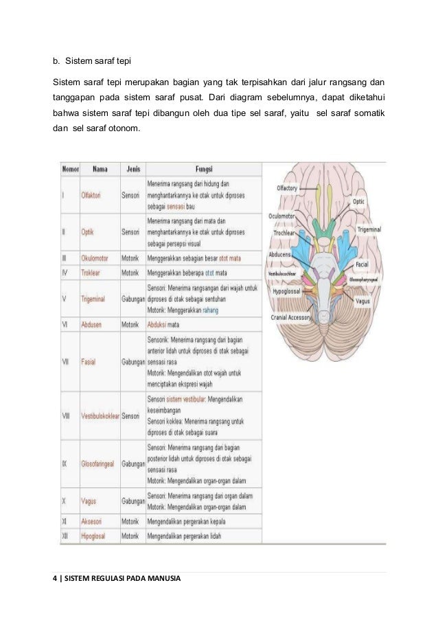 Sistem regulasi pada manusia