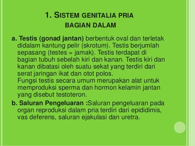 Sistem Perkembangbiakan Pria Tersusun Dari Organ Luar Yang Terdiri Dari