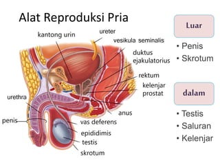 Alat Reproduksi Pria Luar
dalam
• Penis
• Skrotum
• Testis
• Saluran
• Kelenjar
 