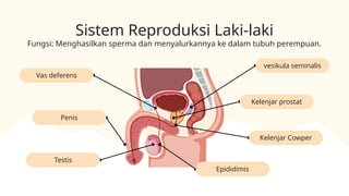 Testis
Penis
Vas deferens
vesikula seminalis
Kelenjar prostat
Kelenjar Cowper
Epididimis
Sistem Reproduksi Laki-laki
Fungsi: Menghasilkan sperma dan menyalurkannya ke dalam tubuh perempuan.
 