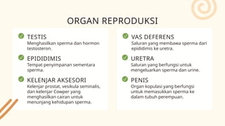VAS DEFERENS
Saluran yang membawa sperma dari
epididimis ke uretra.
ORGAN REPRODUKSI
TESTIS
Menghasilkan sperma dan hormon
testosteron.
EPIDIDIMIS
Tempat penyimpanan sementara
sperma.
KELENJAR AKSESORI
Kelenjar prostat, vesikula seminalis,
dan kelenjar Cowper yang
menghasilkan cairan untuk
menunjang kehidupan sperma.
URETRA
Saluran yang berfungsi untuk
mengeluarkan sperma dan urine.
PENIS
Organ kopulasi yang berfungsi
untuk memasukkan sperma ke
dalam tubuh perempuan.
 