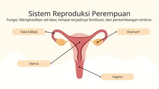 Vagina
Uterus
Tuba Fallopi Ovarium
Sistem Reproduksi Perempuan
Fungsi: Menghasilkan sel telur, tempat terjadinya fertilisasi, dan perkembangan embrio.
 