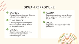 VAGINA
Saluran penghubung uterus dengan
dunia luar, juga berfungsi sebagai
saluran lahir.
ORGAN REPRODUKSI
OVARIUM
Menghasilkan sel telur dan hormon
estrogen dan progesteron.
TUBA FALLOPI
Saluran yang menghubungkan
ovarium dengan uterus, tempat
terjadinya fertilisasi.
UTERUS
Organ berbentuk buah pir yang
berfungsi sebagai tempat
berkembangnya janin.
VULVA
Bagian luar dari organ reproduksi
perempuan.
 