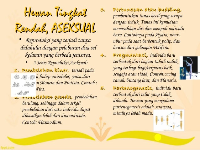 Sistem reproduksi SMA Sistem reproduksi SMA
