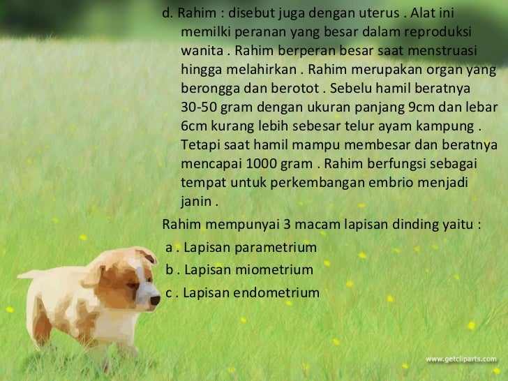Sistem reproduksi 3