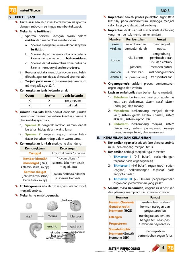  MATERI  Sistem  reproduksi KELAS XI SMA