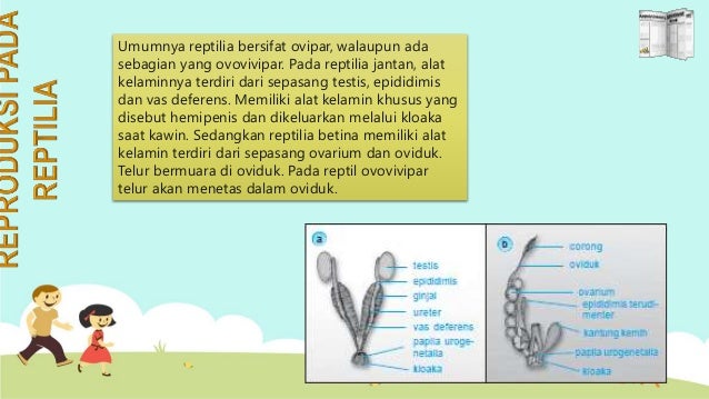 Sistem reproduksi hewan 