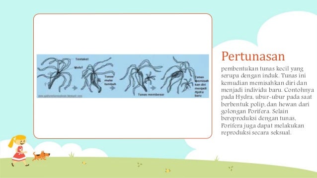 Sistem Reproduksi Hewan
