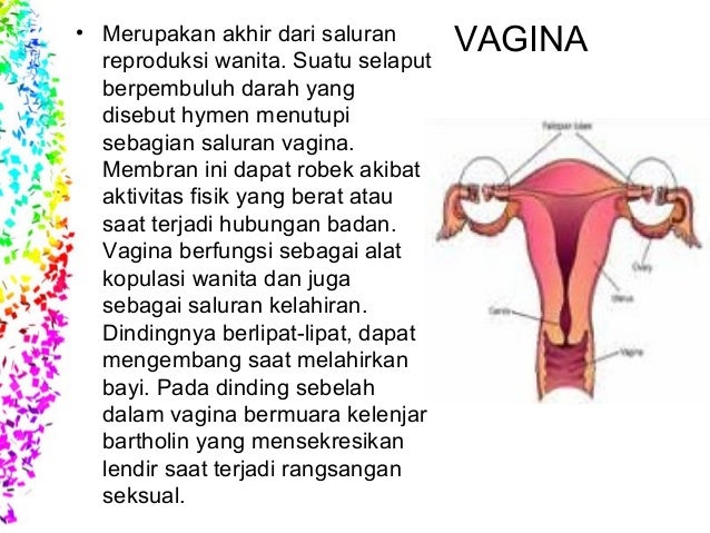 Sistem Reproduksi Manusia - Biologi