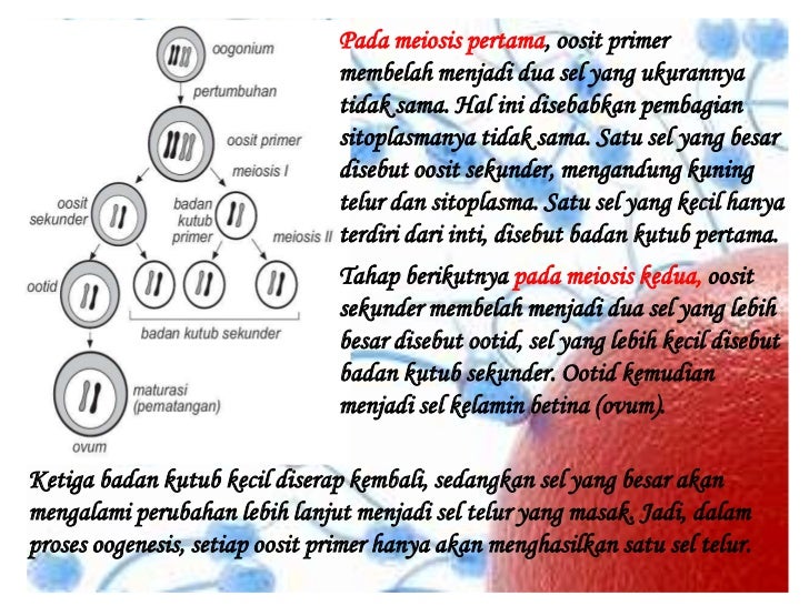 Sistem Reproduksi Manusia 10742026