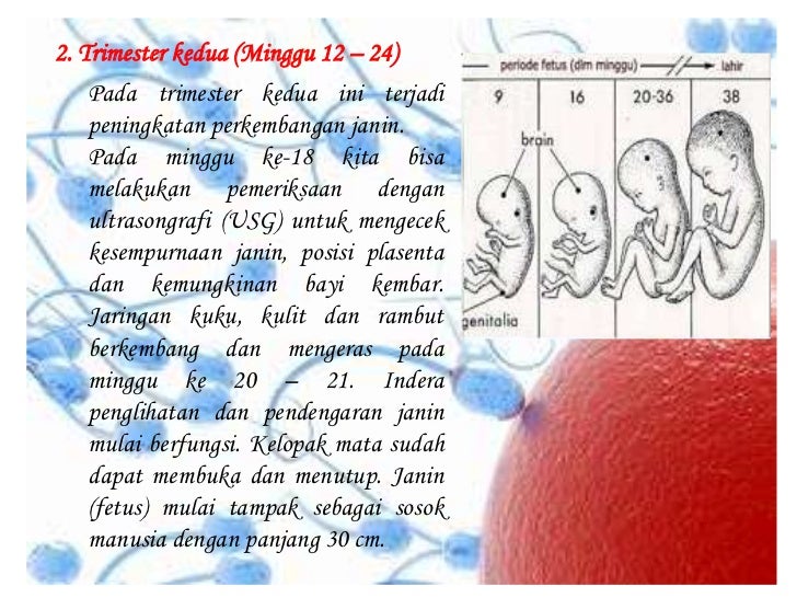 anti obat virus herpes reproduksi manusia Sistem