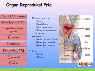 Berikut ini yang merupakan saluran reproduksi pada pria secara urut adalah ….