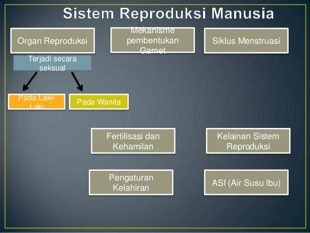Sistem Reproduksi Manusia 22184910