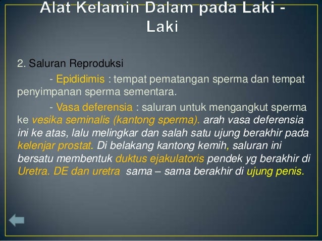 Sistem reproduksi manusia