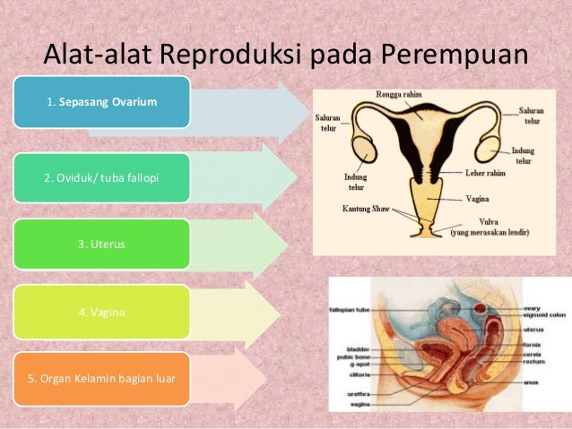 Sistem Reproduksi Manusia Kelas XI IPA