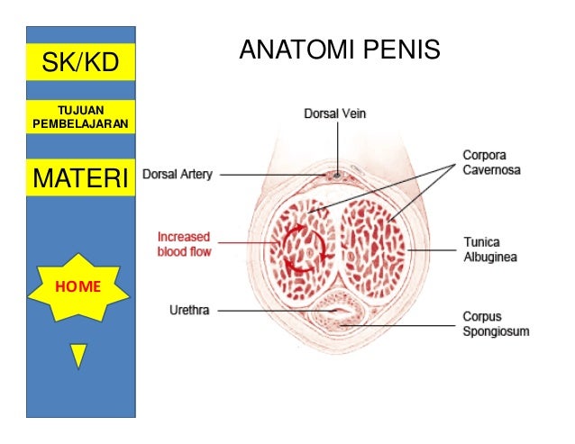 Sistem reproduksi manusia ismail