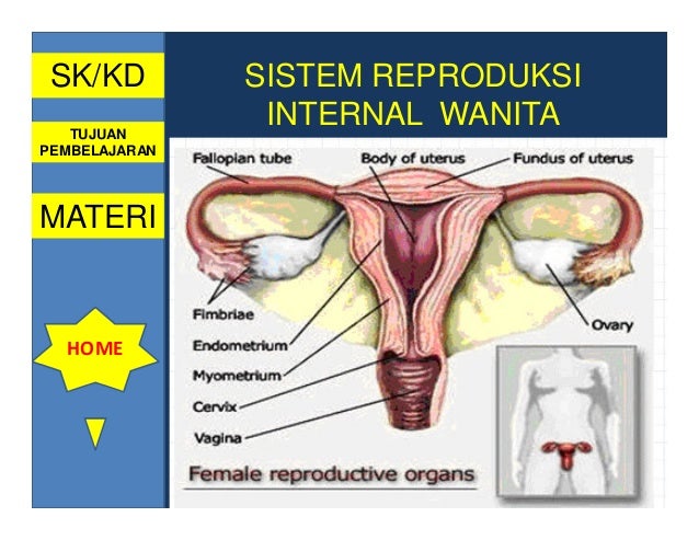 Struktur Dan Fungsi Organ Reproduksi  Pada Wanita 