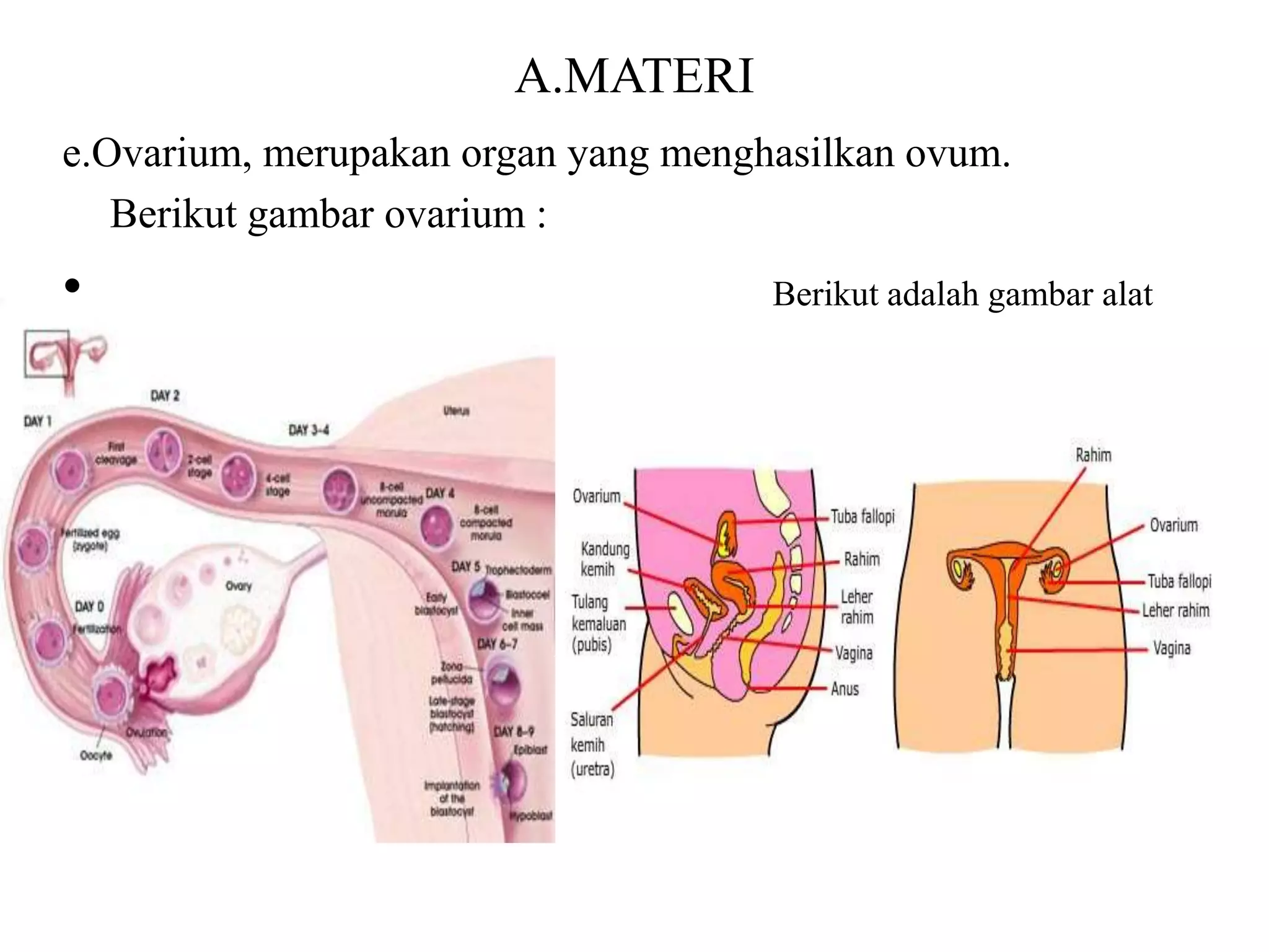 A.MATERI 
e.Ovarium, merupakan organ yang menghasilkan ovum. 
Berikut gambar ovarium : 
• Berikut adalah gambar alat 
::reproduksi pada manusia : 
 
