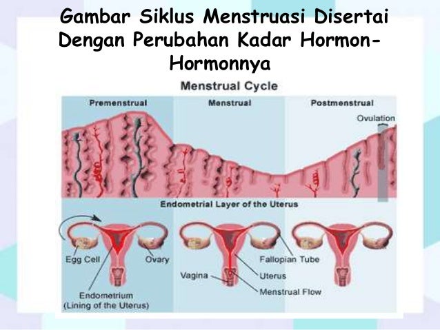 Sistem reproduksi pada manusia