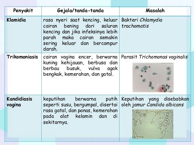 Sistem reproduksi pada manusia