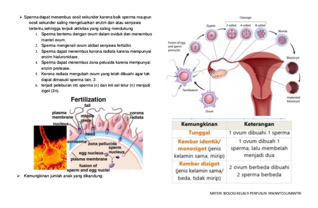 Sistem Reproduksi Pada Manusia